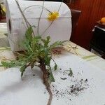 Taraxacum officinaleКветка