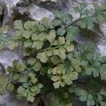 Asplenium lepidum Habitus