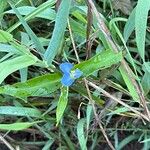 Commelina virginica ফুল