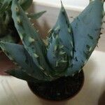 Aloe peglerae Leaf