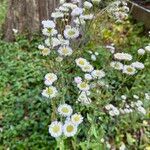 Erigeron philadelphicus Floare