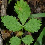 Agrimonia rostellata Leaf