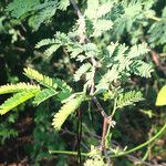 Acacia cornigera Leaf