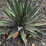 Agave xylonacantha Hoja