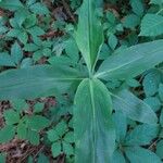 Commelina virginica Leaf