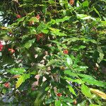 Ochna atropurpurea Hoja