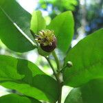 Mkilua fragrans Fruit