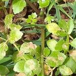 Rorippa nasturtium-aquaticum Φύλλο