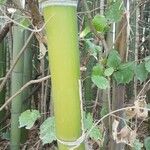 Phyllostachys viridis 樹皮