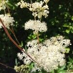 Filipendula ulmariaFiore