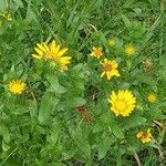 Grindelia hirsutula 葉