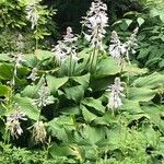 Hosta longipes Blüte