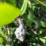 Hakea salicifolia Frucht