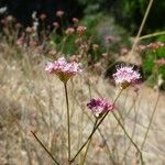 Eriogonum nudum Habitat