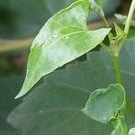 Fallopia convolvulus Blatt