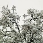 Tilia cordata Elinympäristö