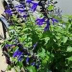 Salvia patens Flower