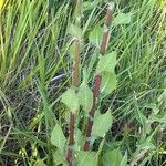Lactuca virosa Blad