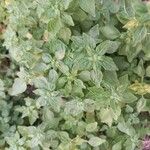 Parietaria floridana Hoja