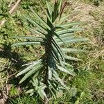 Euphorbia lathyris Blatt