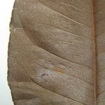 Zanthoxylum pentandrum Máis