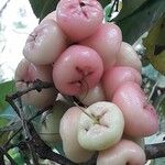 Syzygium samarangense Φρούτο