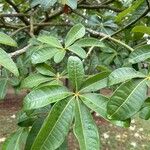 Pachira glabra Folha