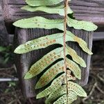 Polypodium interjectum ഇല