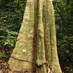 Xylopia cupularis Bark