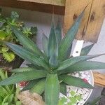 Agave obscura Feuille
