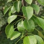 Pyrus elaeagrifolia 葉