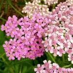 Achillea distans Kvet