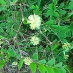 Astragalus glycyphyllosFlower