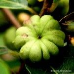 Phyllanthus billardierei Fruit