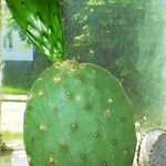 Opuntia ficus-indica Habit