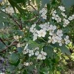 Crataegus azarolusКветка