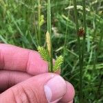 Carex pallescens Floare