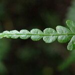 Pteris pteridioides Folio