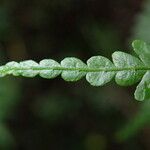 Pteris pteridioides