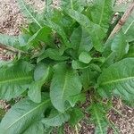 Rumex patientia পাতা