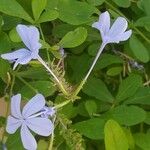 Plumbago auriculataFlower