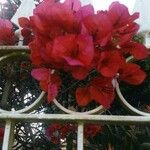 Bougainvillea spectabilisFiore