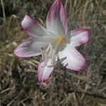 Amaryllis belladonna ᱵᱟᱦᱟ