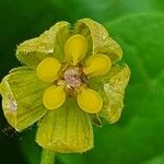 Pentarrhinum insipidum Flower