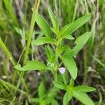 Justicia heterocarpa Blad