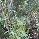 Salix exigua Blatt