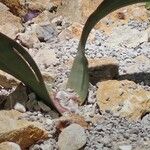 Welwitschia mirabilis आदत