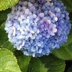 Hydrangea macrophylla Blüte