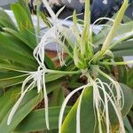 Hymenocallis littoralis Flor