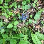 Ajuga reptansFlower